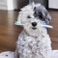 犬の口内トラブルに…