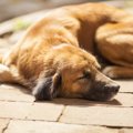 犬の反応から読み取…