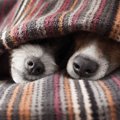 犬が小刻みに震える…
