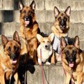 シェパード軍団のボ…
