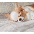 犬の寝相から分かる…