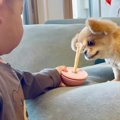 1歳の男の子が『犬の…