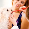 犬の歯茎に毛が付い…