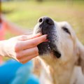 犬も何かに集中して…