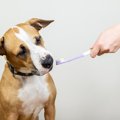 犬が歯磨きを嫌がる…