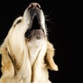 犬の無駄吠えが増え…