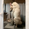 これで子犬…！？大き…