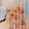 『持病のある5歳の繁…