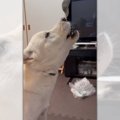 祝！わんこさん遠吠…