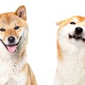 犬の耳の向きや動き…
