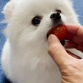 犬が初めてトマトを…