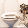 犬の異常なうんちの…
