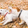 犬に吠えられる人の…