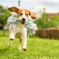 犬がはしゃぎすぎて…