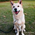 犬のしつけに効果的…