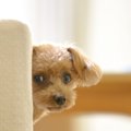 犬が『飼い主の体調…