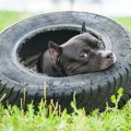 犬が呼びかけを無視…