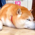 通路で寝ている犬が…