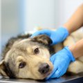 犬の致死率が高い『…