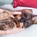 犬のマッサージが逆…