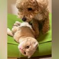 犬と猫を『一緒に飼…