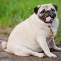 あなたの愛犬はどう…