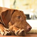 犬にとって『フロー…