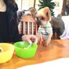 愛犬とドッグカフェ…