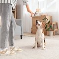 犬に絶対やってはい…