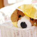 子供が犬をねだって…