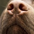 犬が『嫌がる匂い』5…