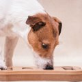 犬の『脳のトレーニ…