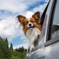 犬を飼う自信がない…