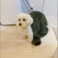 ヌッシのフリースを…