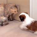 猫に『大好き！』を…