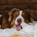 犬が誤飲したときに…