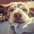 犬の老衰の症状と家…