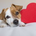 犬が飼い主にする『…