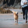 『犬に追いかけられ…