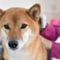 犬をブラッシングす…