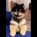 ボール投げを高圧的…