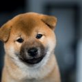 犬の毛色が変化する…