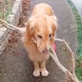 大型犬が『大きな枝…