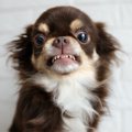 犬の『甘え行動』と…