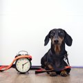 犬は人間の行動を先…
