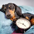 犬は『時間』を理解…