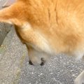 『君がいなかったら…