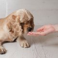 犬を飼ったら絶対し…