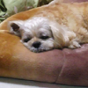犬の心臓病は早期発…
