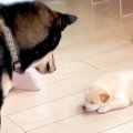 自分の子供と初めて…